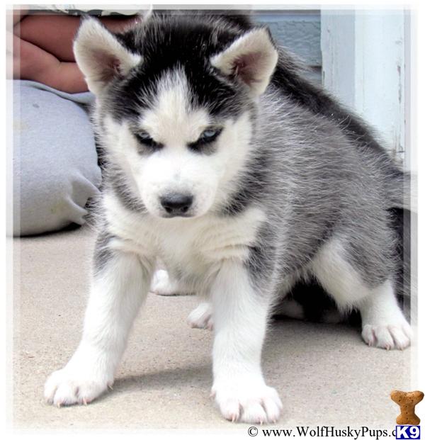 Puppies in NV